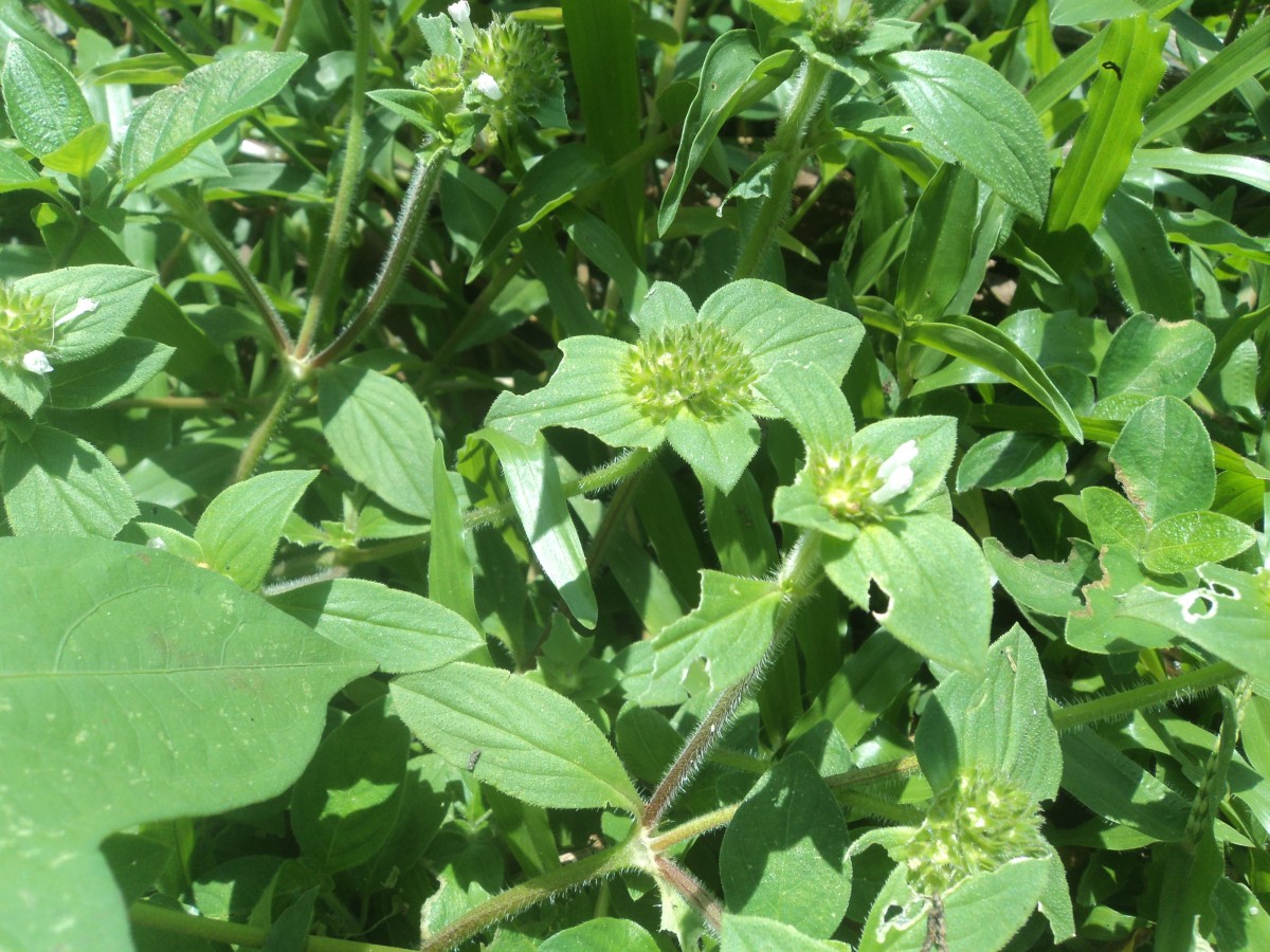 Richardia brasiliensis Gomes